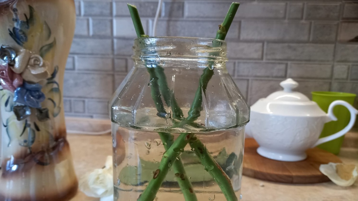 Хомашнее укоренение роз без химии