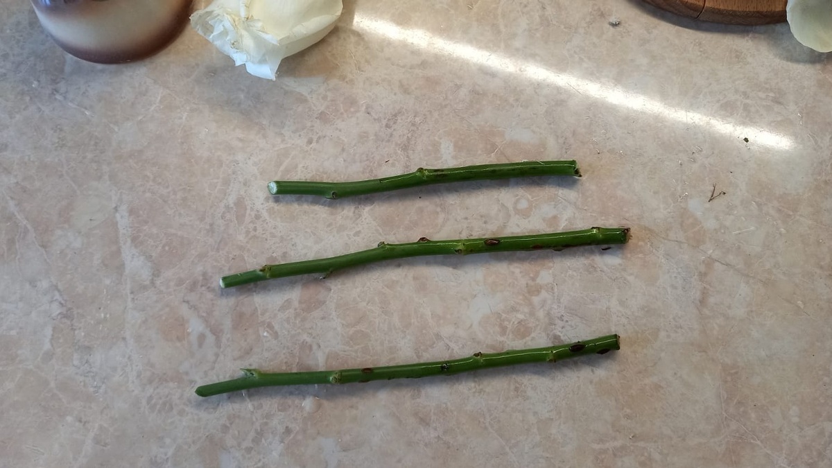 Черенки длиной 15 см с косым нижним срезом и обрезанными листьями