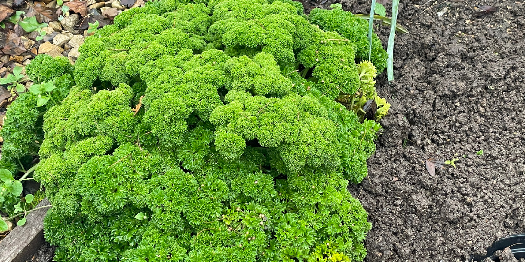 Огород может быть украшением