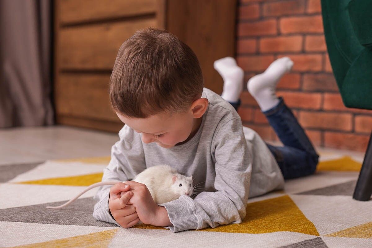 Домашняя крыска — контактный, умный и активный зверек. Источник: New Africa / Shutterstock / FOTODOM📷
