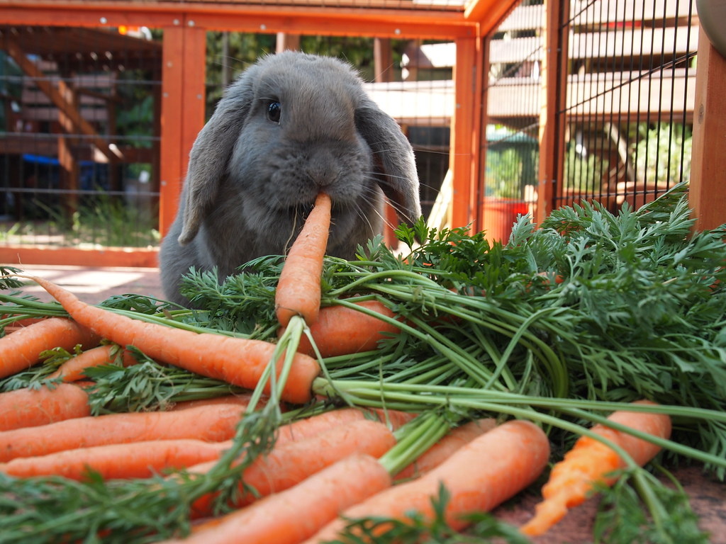 Любимое лакомство