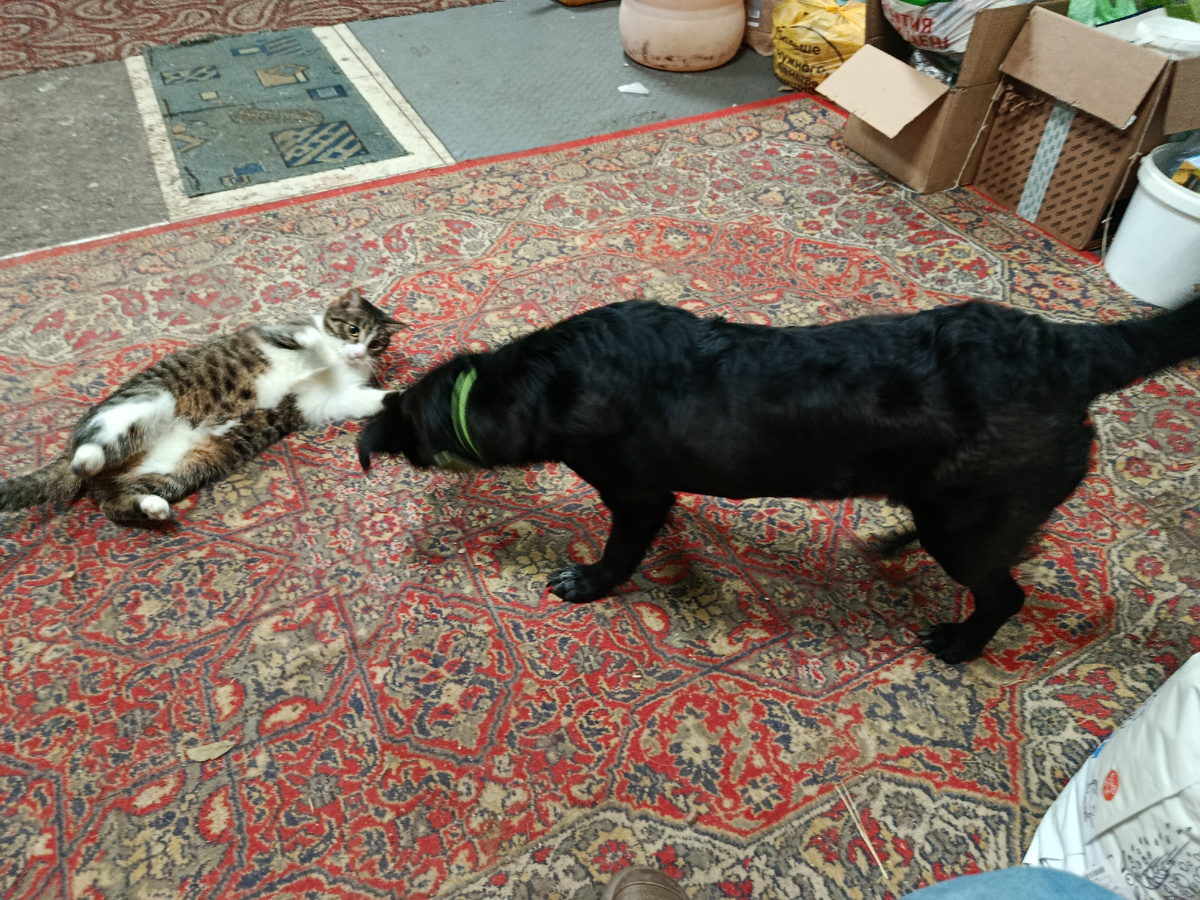 И развеселят