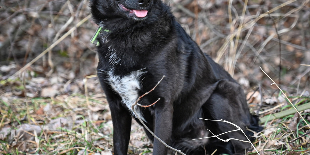 Мы хотим наколдовать счастье для маленькой одинокой собачки