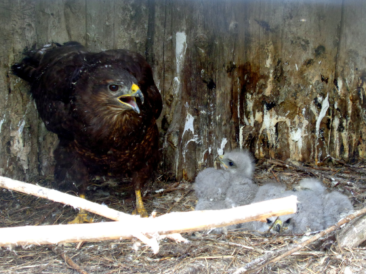Канючиха продолжала размножаться до последнего