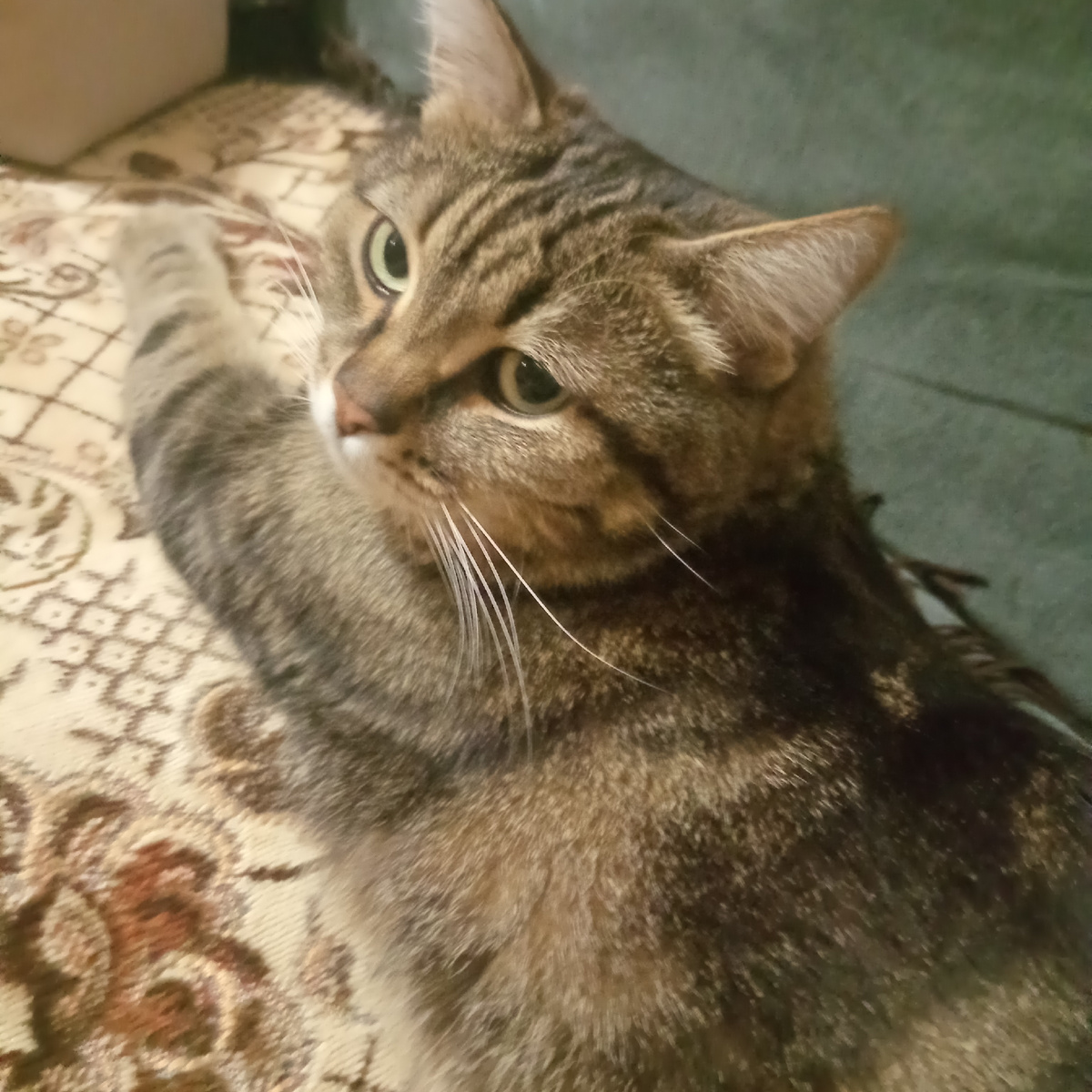 Симка позирует