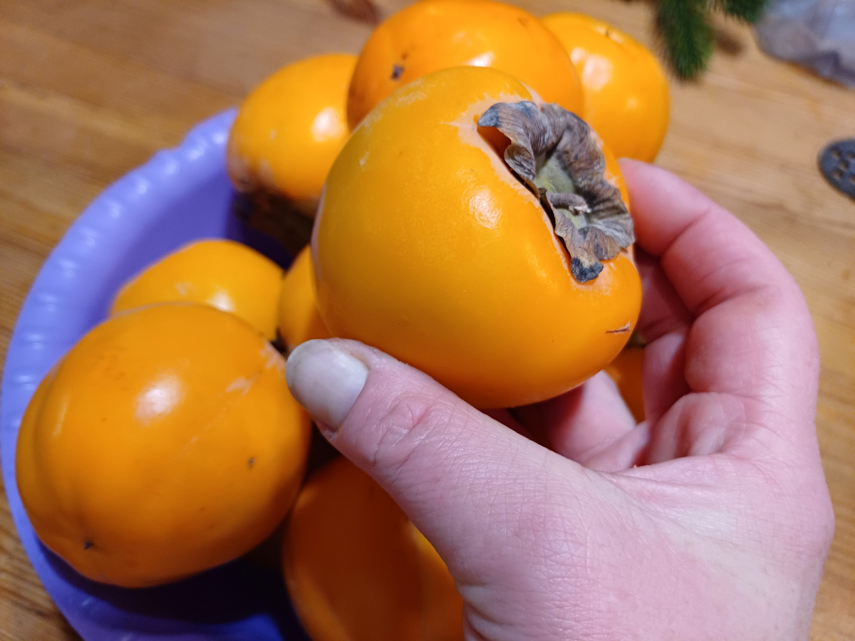 хурма для вяления. фото автора