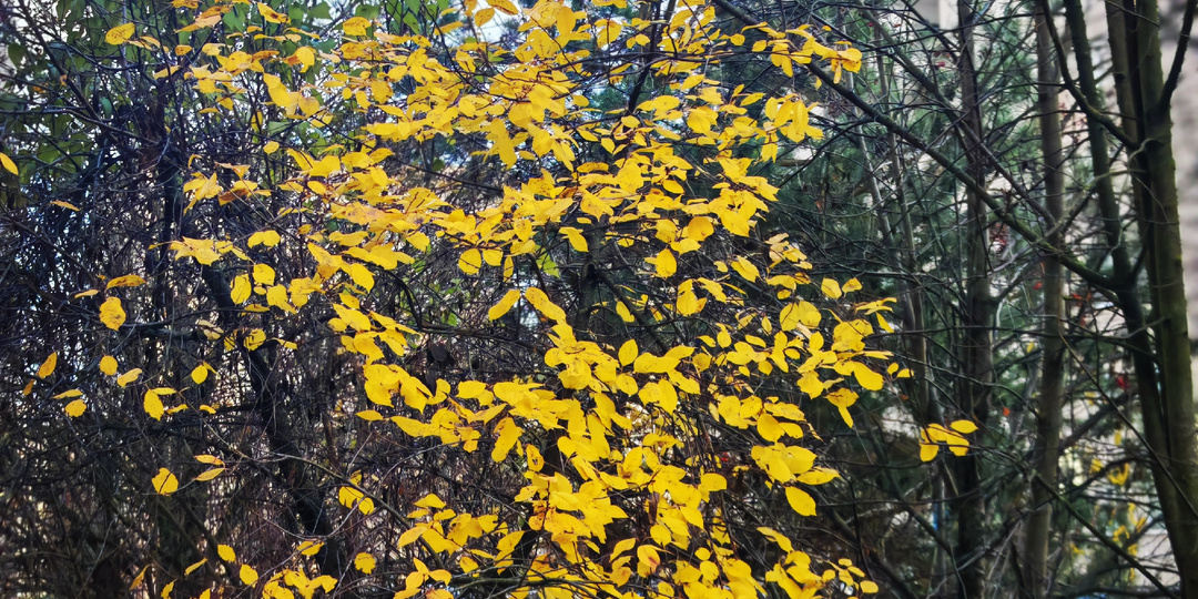 Осень, осень... и пара историй