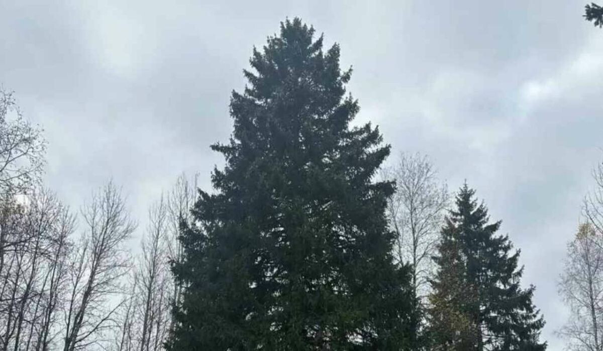     Главная новогодняя еь. Источник: ria.ru Автор фото: Управление делами Президента Российской Федерации