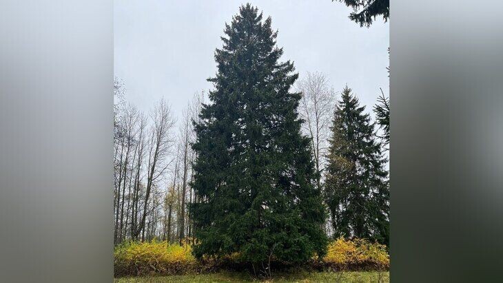    В России определили главную новогоднюю ель