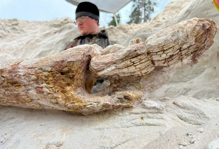 фото: Иллюстрация предоставлена Дмитрием Григорьевым