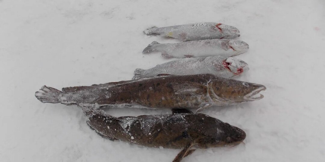 Почему мелкая рыба идёт, а крупная нет — где искать трофей зимой