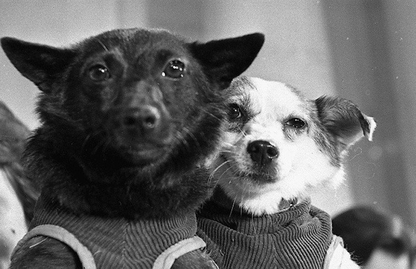 Судьбы космических собак после полетов. Часть 2