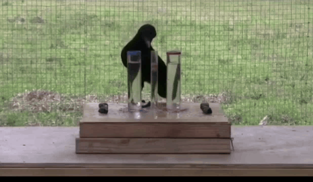 Ворона кидает камешки в сосуды чтобы вода поднялась и она достала лакомство.