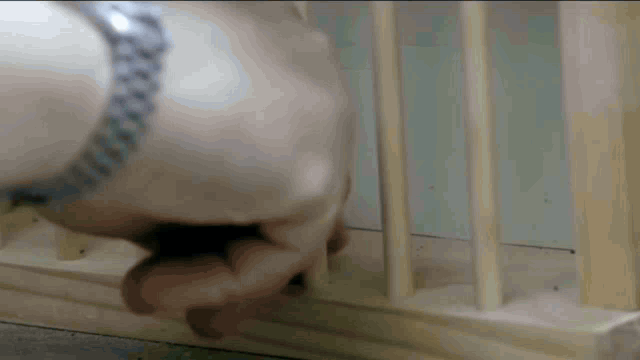 Ворона использует предметы для достижения цели.