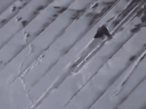 Ворона использует смекалку чтобы покататся с крыши. 