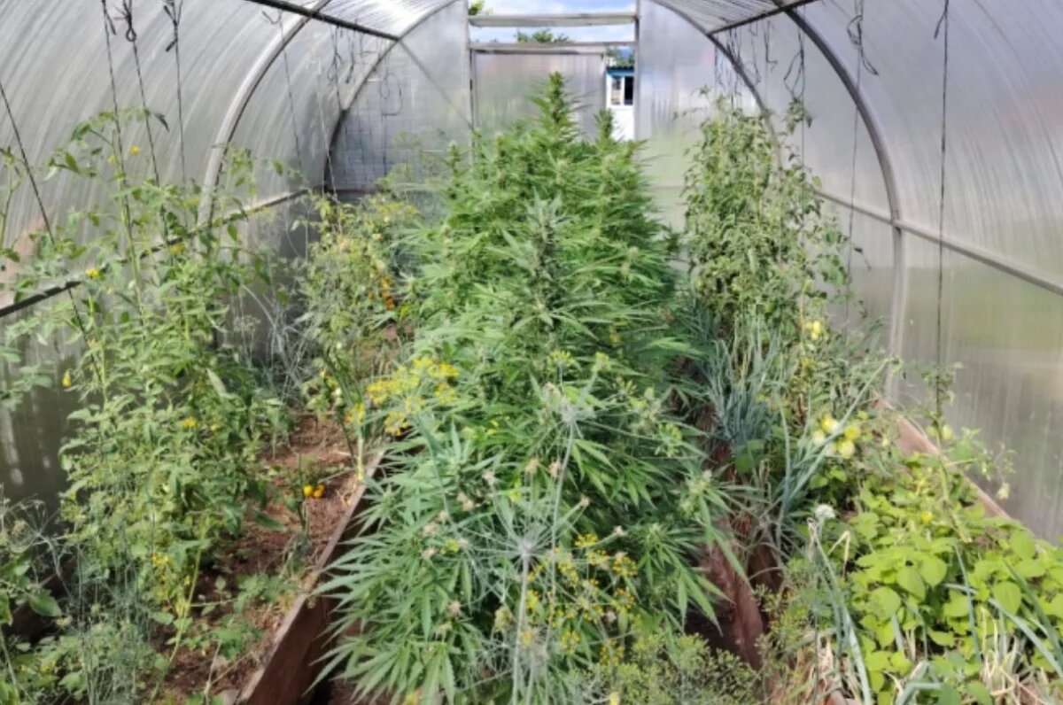    Три года получила жительница Хабаровского края за коноплю на даче