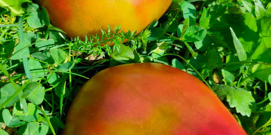 Вот лучшие сорта томатов для сезона 2026 часть 5)