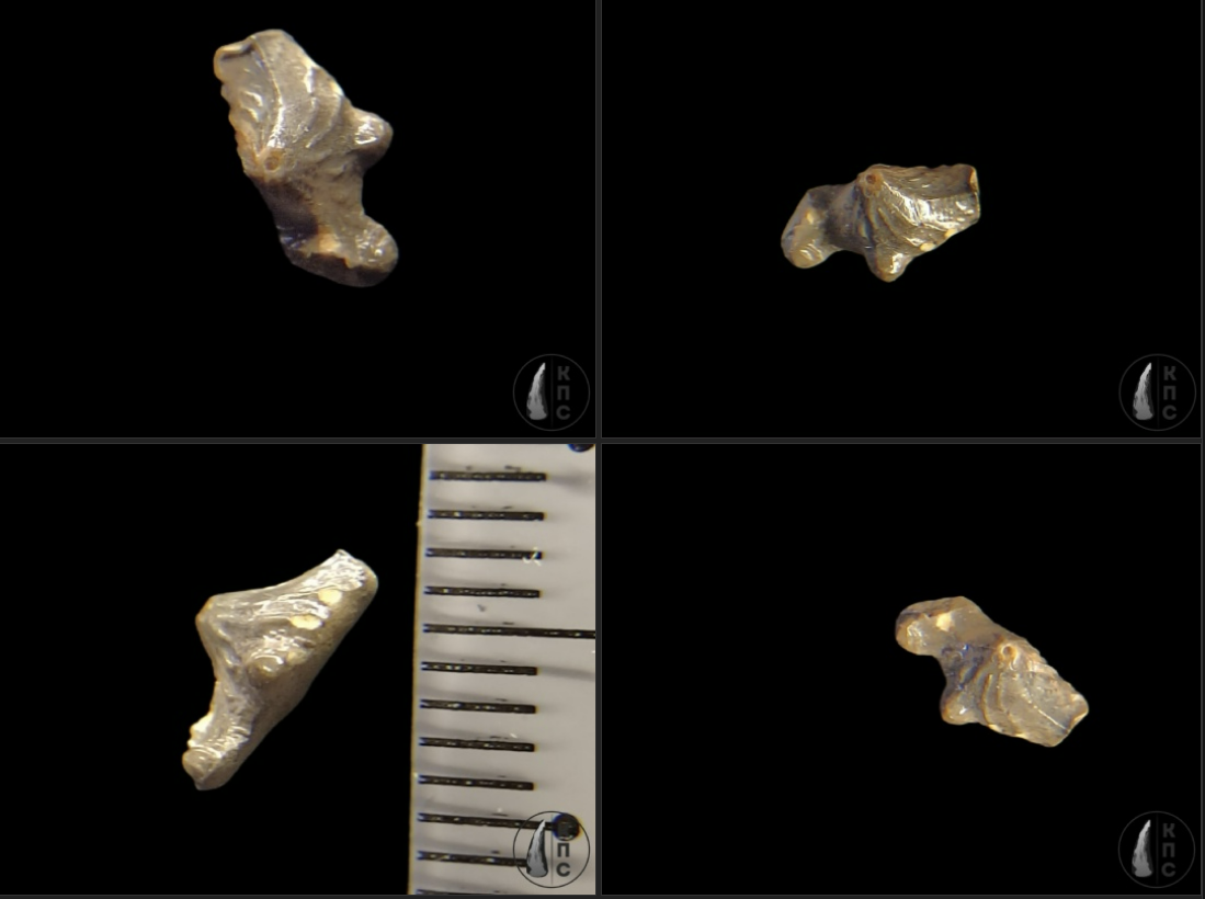 Polyacrodus cf из сборов 26 октября 2025 года