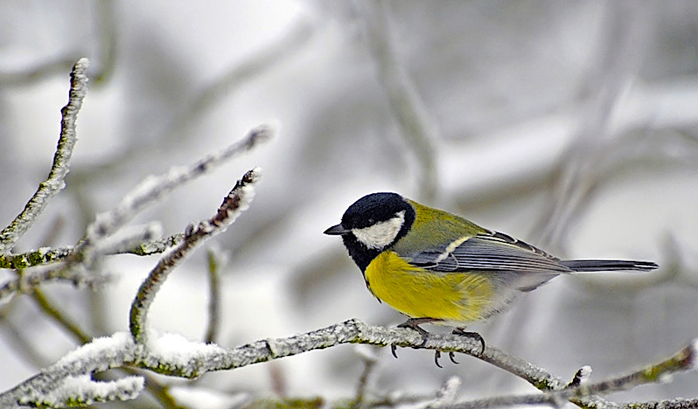 Большая синица (лат. Parus major). Автор фото: Tbird ulm. Источник: ru.wikipedia.org
