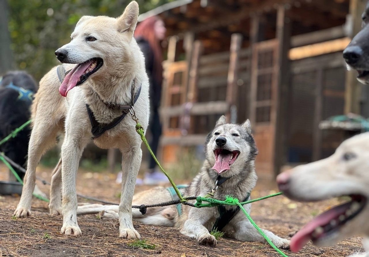 Аляскинские Хаски Фродо и Барсук после тренировки