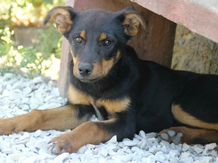     Фото: "МК на Кубани"