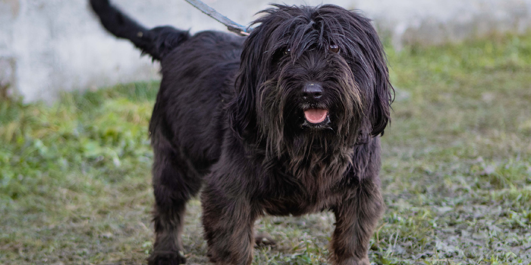 Идеальный пёс, которого никто не видит.