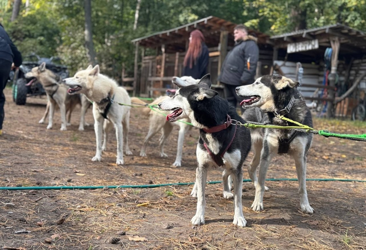 Аляскинские Хаски "Серебро Севера" после тренировки