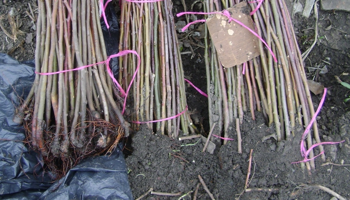    Эти саженцы отправятся в прикопку до весны. Фото автора