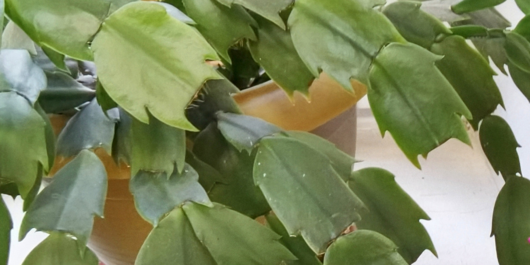 Довел молодого декабриста до бутонизации за 16 суток. Способ жесткий, но рабочий