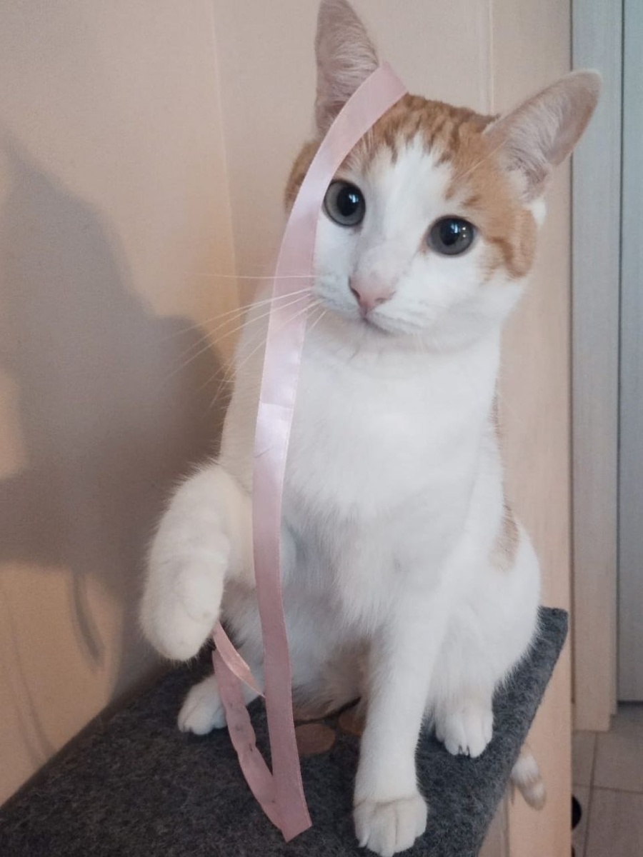 Мисс Алис большая невеста и любит наряжаться