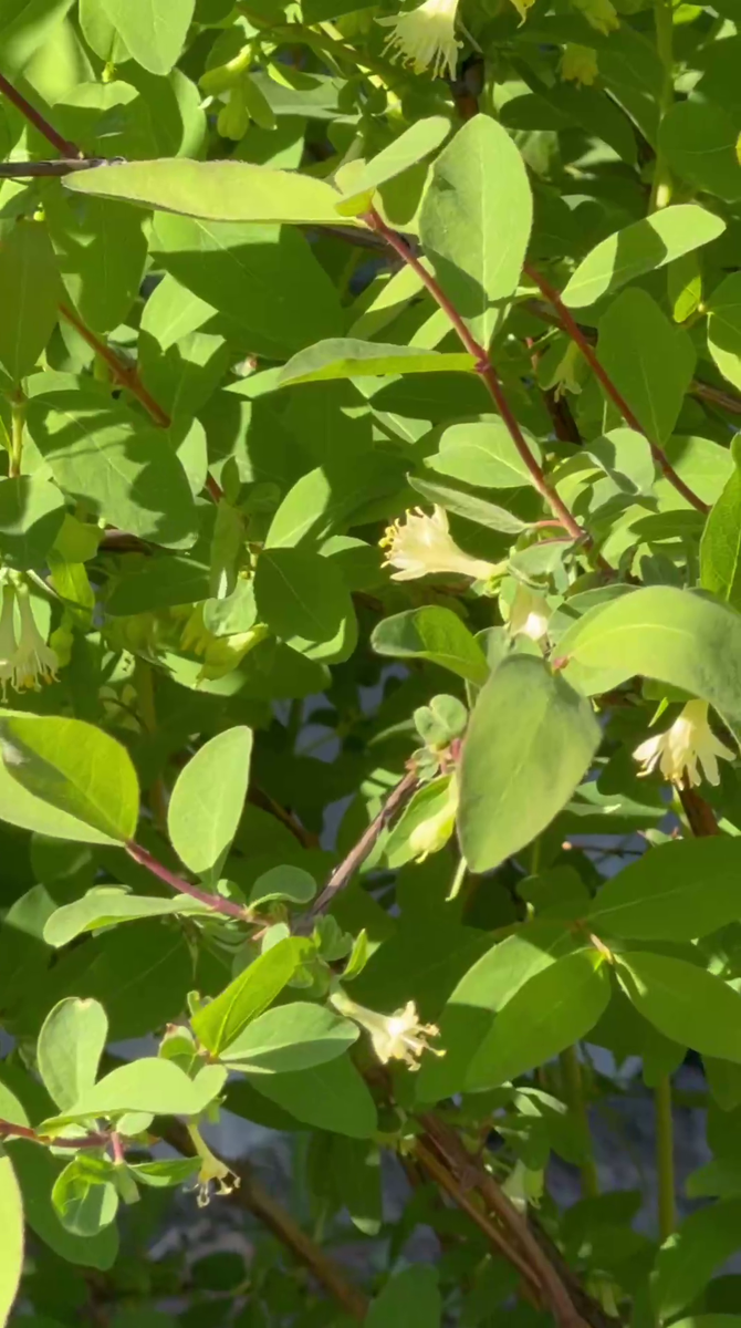 Рудбекия – канал про цветы. Жимолость цветёт.