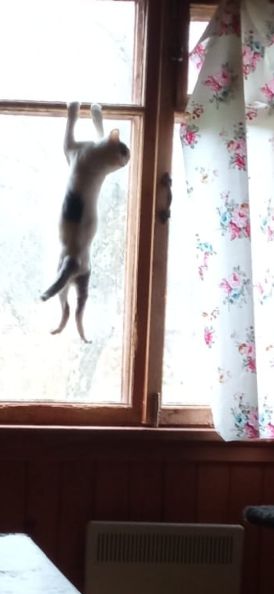 Гоша. Инициатор всех проказ. Бесстрашный и безбашенный😂🤦‍♀️