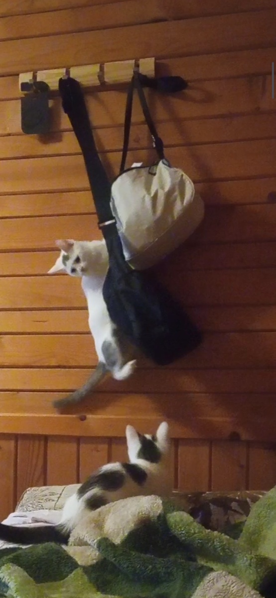 Опять Гоша. Кто бы сомневался 😂