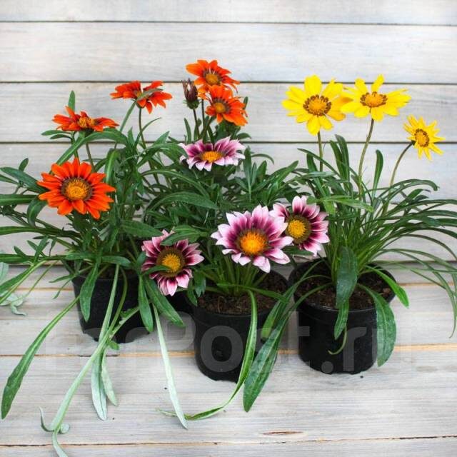 своб.источ.