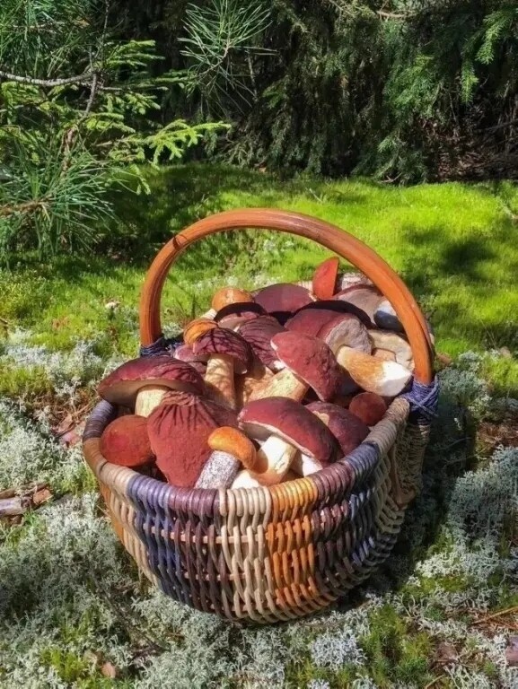 В лесу нашли корзину с грибами. Марины нигде не было.