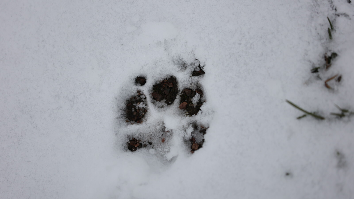Фото: Дмитрий Фуфаев / «Петербургский дневник»
