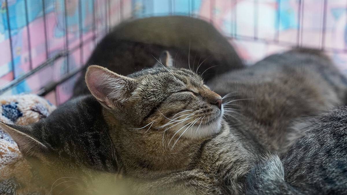    Фото: Александр Авилов / АГН Москва