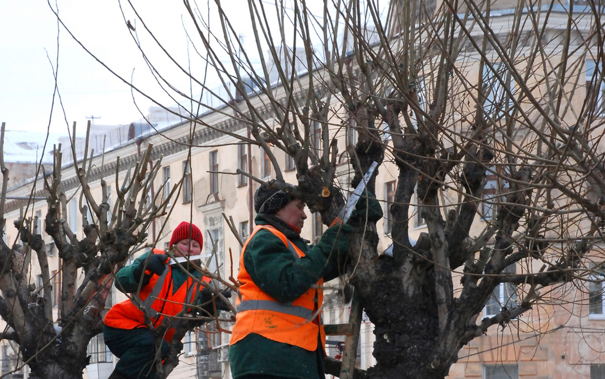    1500 деревьев кронируют в Ижевске