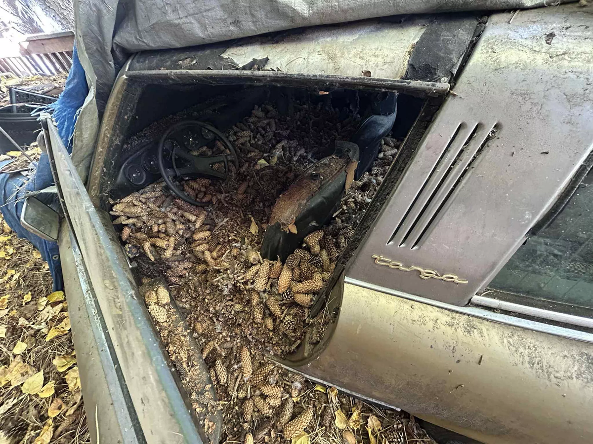    Белки устроили склад шишек в салоне