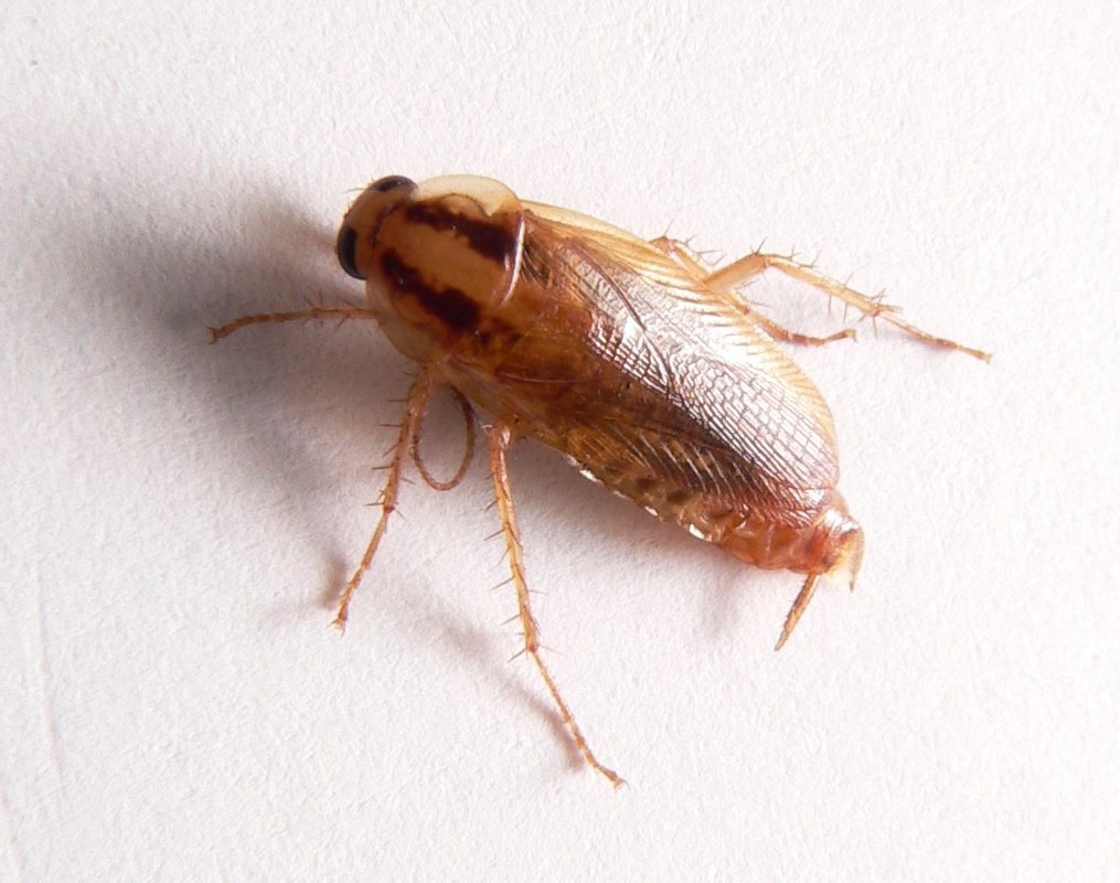 Готов поспорить, что до этого момента вы не обращали внимание на то, что у рыжих тараканов есть крылья. Да, они умеют летать, просто делают это нечасто.