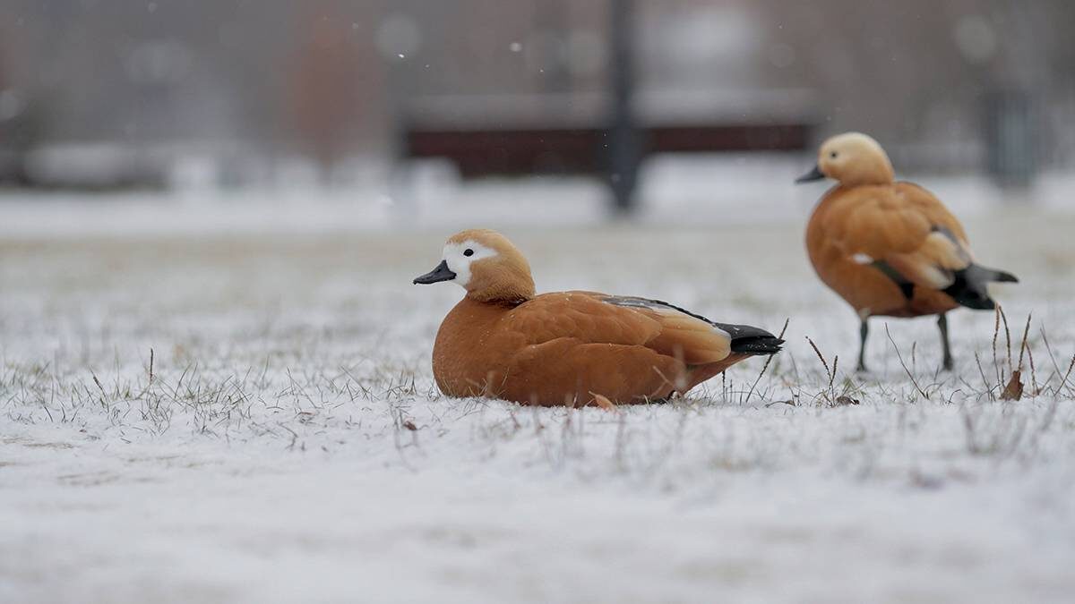    Фото: Василий Кузьмиченок / АГН Москва