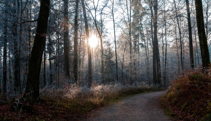 В старину говорили: «Кузьминки — осени поминки». Фото: pxhere.com
