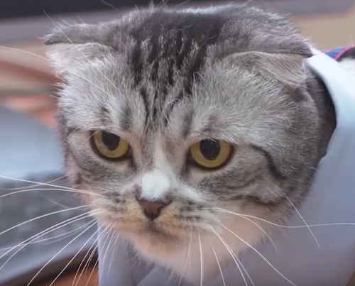     В красноярской гимназии №13 уроки безопасности проходят вместе с котом