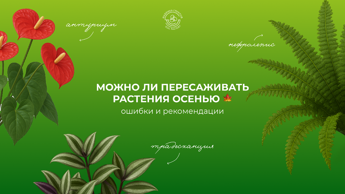 Можно ли пересаживать комнатные цветы осенью