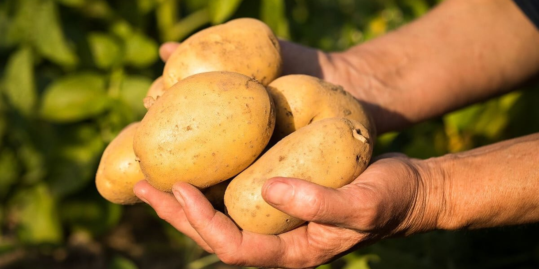 Сначала вы их подсаживайте к картофелю, а потом удивляетесь, почему плохой урожай и картошка повреждена проволочника