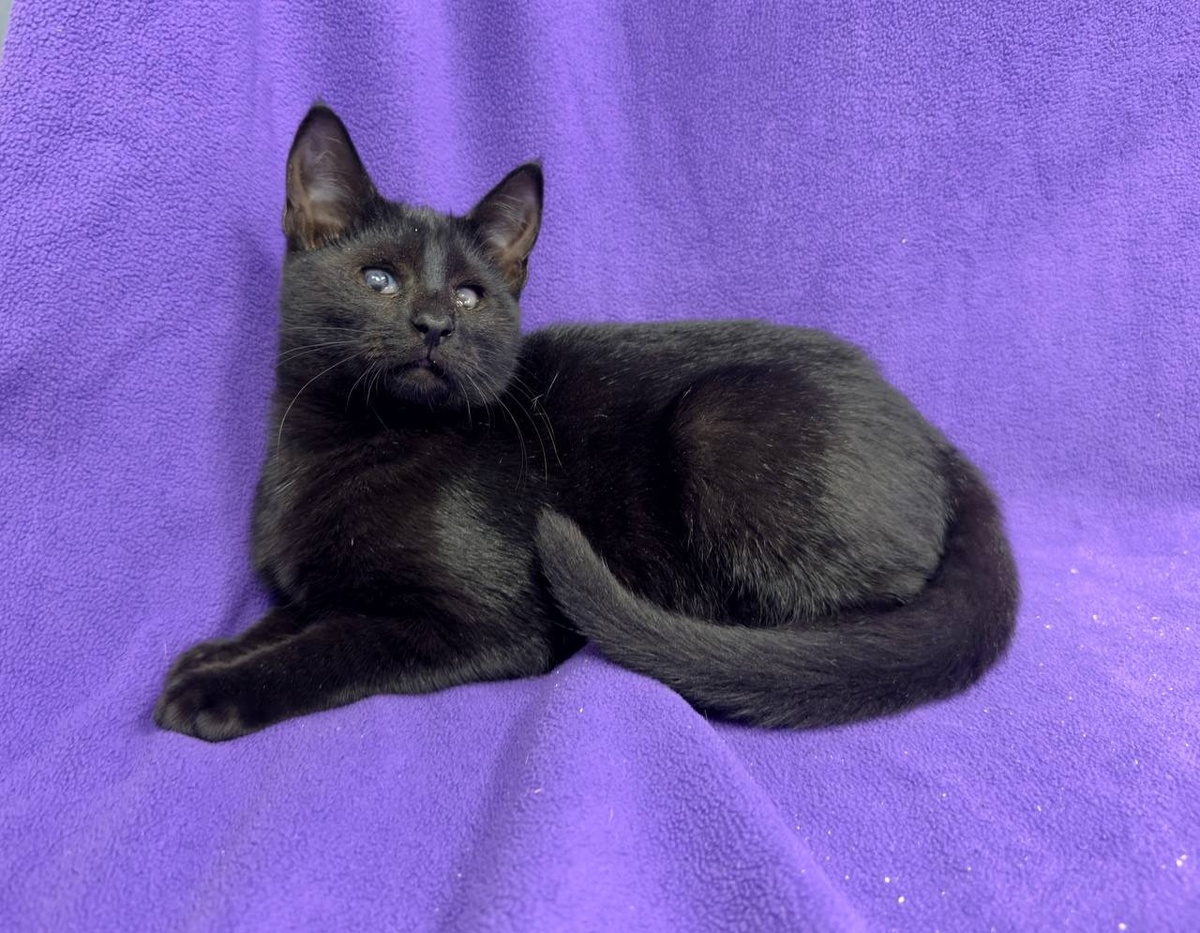 #берегиня_Блюр ждет свою лучшую семью. Видео с нашей пантерой в конце статьи.
 