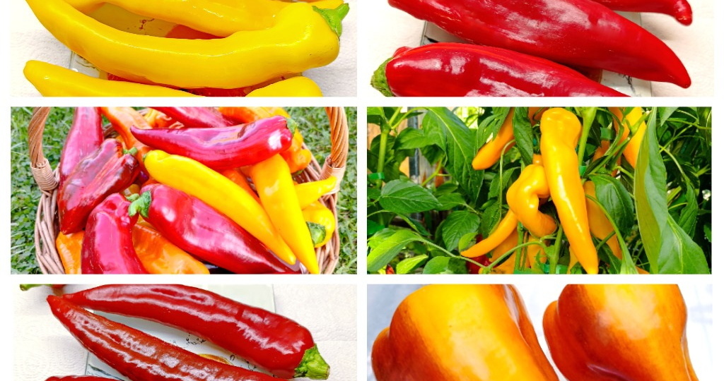 Каталог перца на сезон 2026