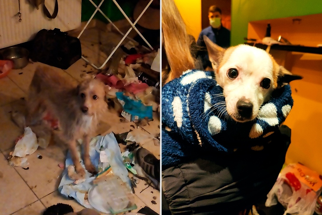    Животные долгое время были заперты в квартире на Архангельской. Соседи обратились в приют "Спас".