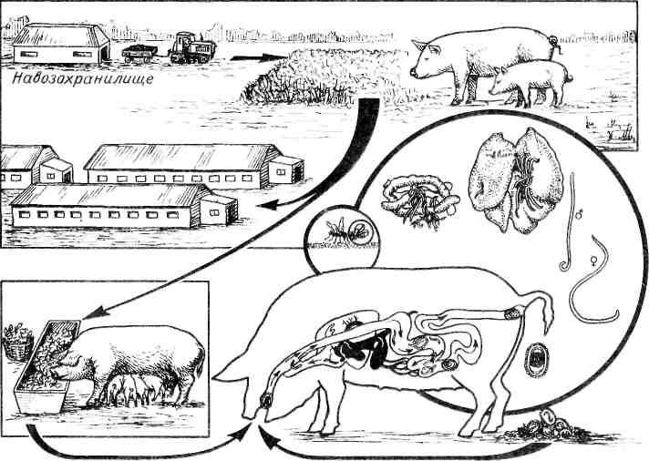 цикл заражения