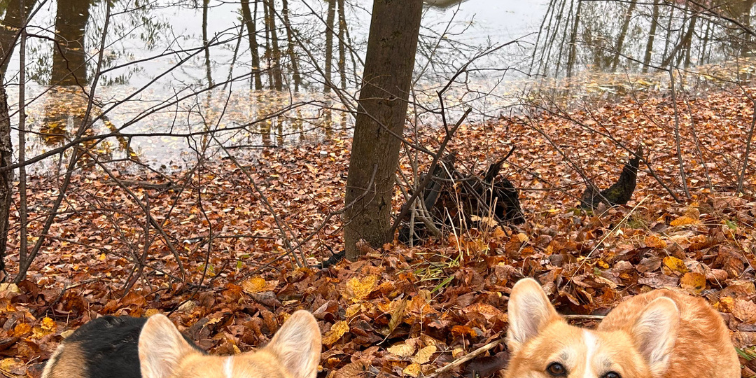 Ноябрьский марафон: 13 дней активности от Мэри и Мэгги! 🐶🐾💨